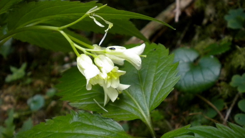 Cardamine enneaphyllos / Dentaria a nove foglie